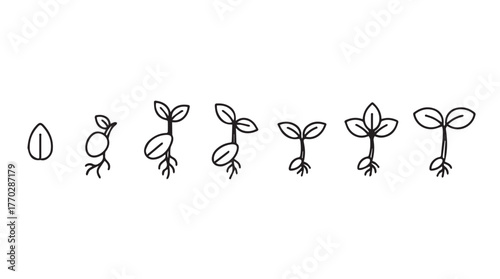 Stages of seed germination and plant growth simple line drawing sequence silhouette