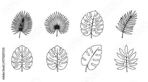 Collection of various palm leaf outlines for tropical design projects and natural aesthetics silhouette