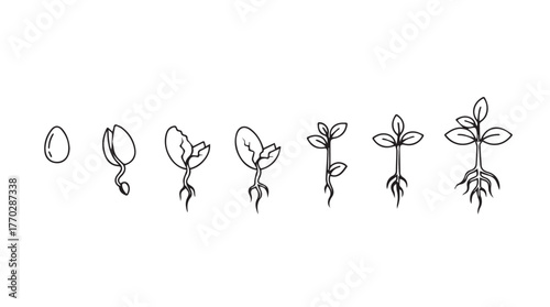 Plant growth stages seed sprout germination root development seedling evolution botanical art line drawing silhouette