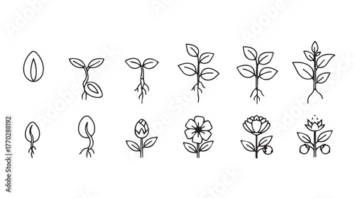 Seedling growth stages plant life cycle development from seed to flower hand drawn style silhouette