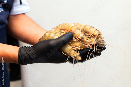 Chef hands with black gloves holding raw shrimp in restaurant kitchen
