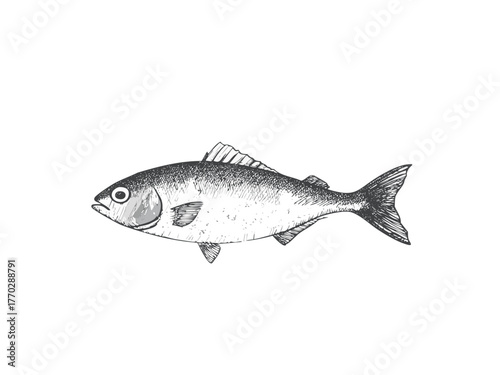 Fish vector illustration, hand drawn aquatic animal design, vintage sketch style for logo, poster or seafood concept