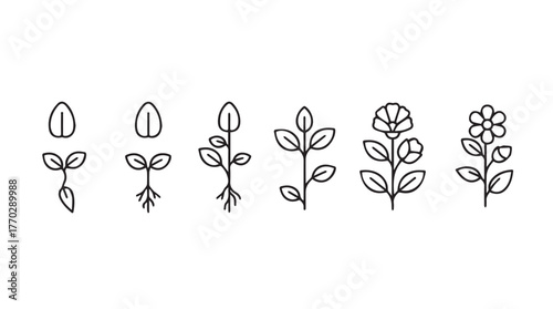 Hand-drawn botanical growth stages showing seedling to blooming plant progression silhouette