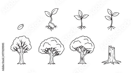 Stages of tree growth from seed to mature tree and stump hand drawn sketch silhouette