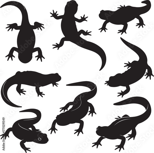 Black salamander silhouettes on white amphibian reptile