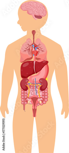 anatomy of the female body