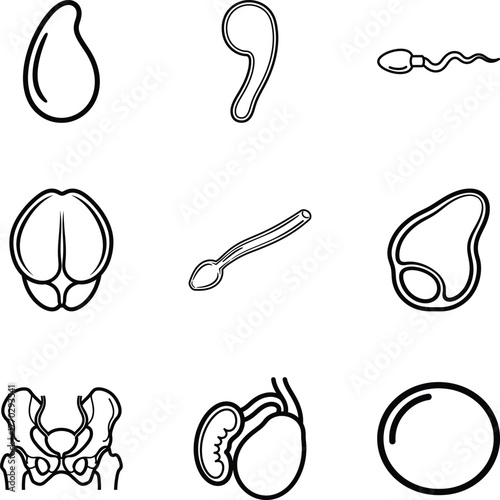 Male reproductive system organs icons in vector