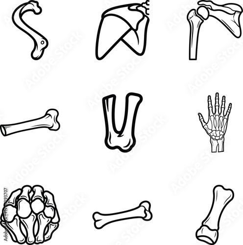 Upper body bones anatomy set for education