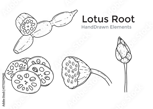 Detailed hand-drawn illustration depicting various stages and parts of a lotus root, including slices and unopened flower bud.