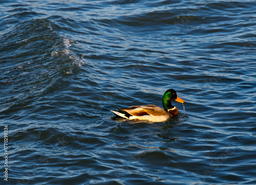 Obraz na plátně Wild mallard ducks on the shore of Balaton lake , Hungary, Europe