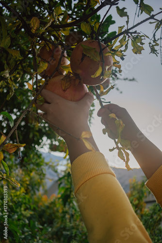 Children's hands picking ripe organic pomegranates from a fruit tree during autumn harvest