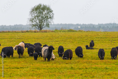 Fotografia A Flock of Polish Heath Sheep (Wrzosówka) Grazing in a Picturesque Meadow on a C