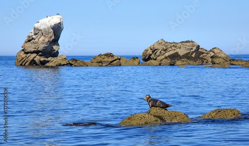 Phoques au repos la sortie de l'Aber Wrac' h, Plouguerneau, Finistère, Bretagne