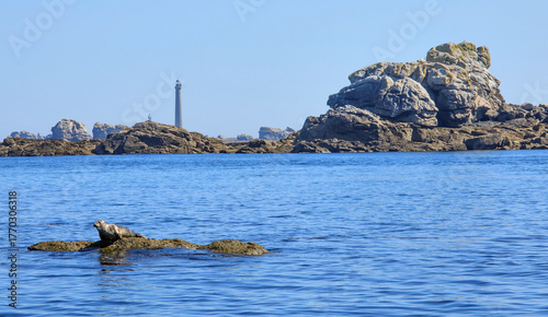 Phoques au repos la sortie de l'Aber Wrac' h, Plouguerneau, Finistère, Bretagne
