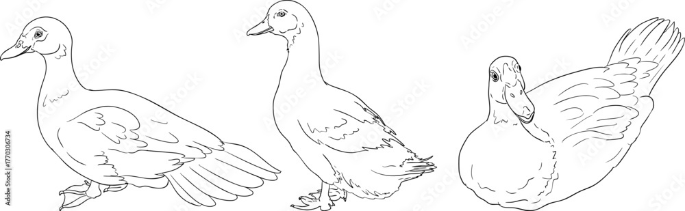 Obraz premium Vector line illustration of ducks, perfect for farming, gardening, or rustic design projects.