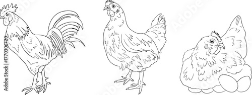 Vector line illustration of a rooster, hen, and brooding hen with eggs, perfect for farming, gardening, or rustic design projects.