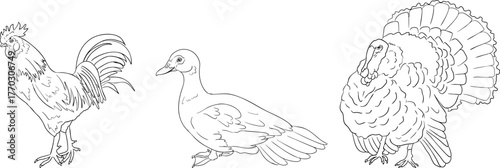 Vector line illustration of a hen, duck, and turkey, perfect for farming, gardening, or rustic design projects.