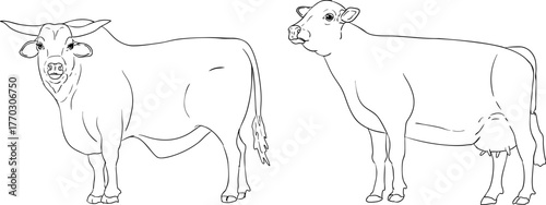 Vector line illustration of cow and bull, perfect for farming, gardening, or rustic design projects.