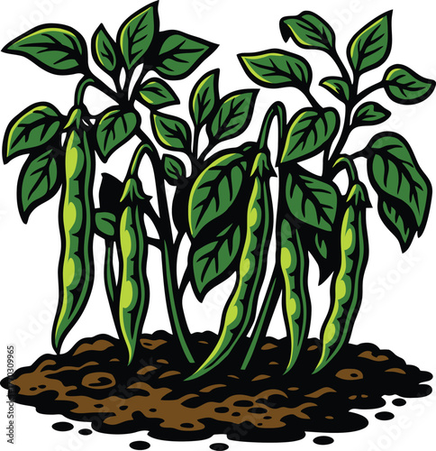 Green bean plants growing in soil, showcasing healthy organic home garden produce.