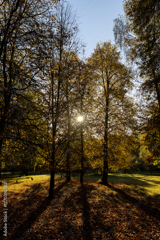 Fototapeta premium Beautiful autumn park with yellow leaves on tall maple trees in sunny weather in the autumn season, beautiful tall maple trees with bright sunlight illuminating the yellowing trees behind