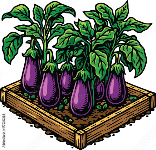 Purple eggplants growing in wooden garden bed symbolizing organic farming harvest.