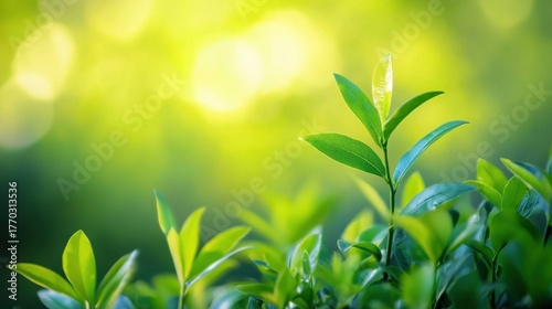 Close-up View of Fresh Green Leaves in Natural Light Background