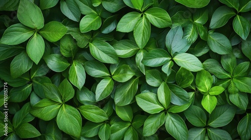 Lush Green Leaves Creating a Vibrant Natural Background Texture