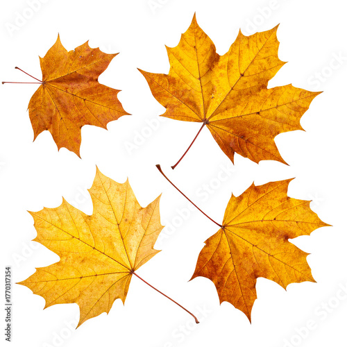 Golden Autumn's Embrace: a quartet of vibrant, sun-kissed maple leaves dance in an autumn waltz, their delicate textures whispering tales of seasonal transition.