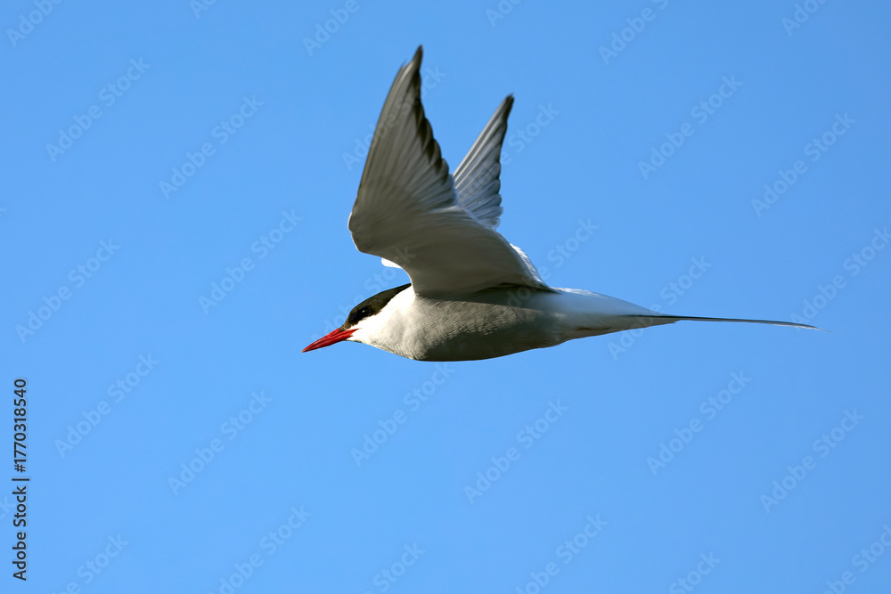 Fototapeta premium Arctic Tern flying over a glacial region in southern Iceland in the last light of a summer day