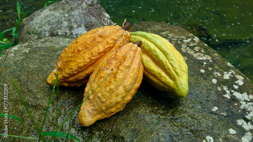 Three ripe cacao pods rest on a mossy rock near a tropical stream. Their vibrant yellow and orange shells highlight the natural beauty of the rainforest harvest.