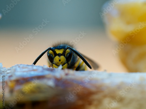 Echte Wespen, Wespen, Vespinae