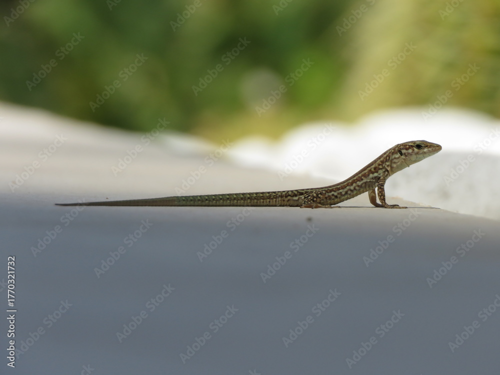 Naklejka premium Ibiza Wall Lizard on a white patio with blurred cactus in background