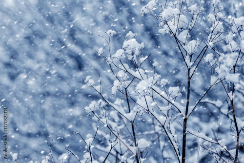 Close up of snowy dry plant stems during heavy snowfall creating a crystal blue winter scene in a frosty forest conveying the beauty of the cold season