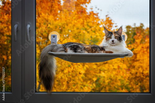 Bunte Maine Coon liegt auf einer Fensterliege. Im Hintergrund die Herbstblätter.