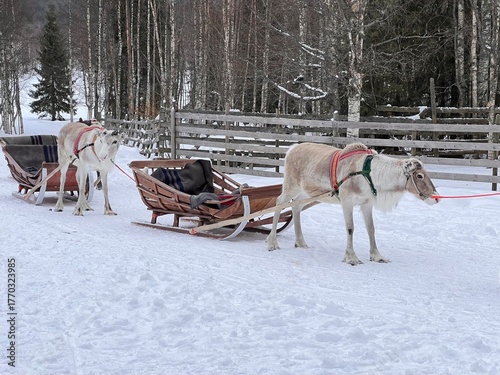Two reindeer sleighs with reindeer already harnessed for departure in the snow-covered forests of Finnish Lapland.