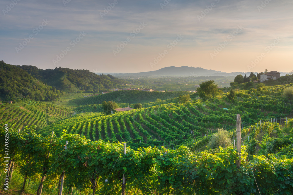Fototapeta premium Prosecco Hills Vineyards at Sunset, Valdobbiadene, Italy