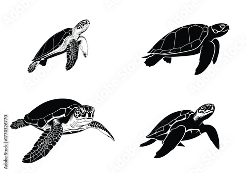 Set of four detailed sea turtle silhouettes and outlines isolated on white background