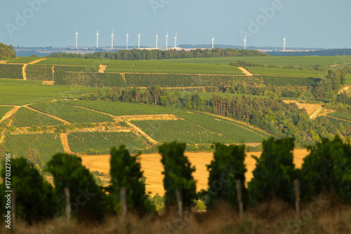 Vineyards and wind turbines in rural landscape
