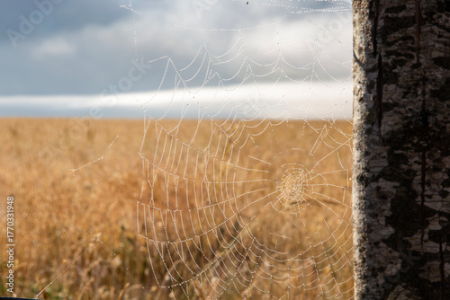 Abstract geometric composition by of a spiderweb, a light on a tree trunk, and the blurred background of fields and of a cloudy sky, Castelluccio, Umbria, Sibillini Mountains, Italy