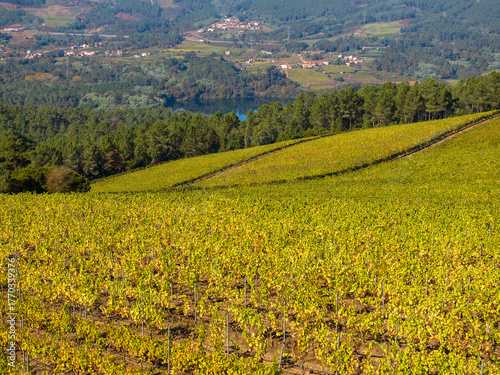 Viñedos en la Ribeira Sacra de Ourense, Galicia