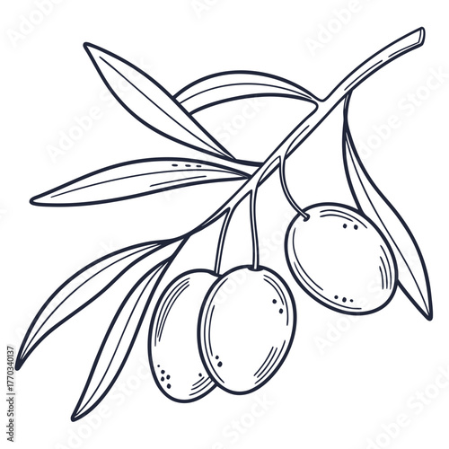 Minimal Line Art Vector Illustration of Olives on a Branch