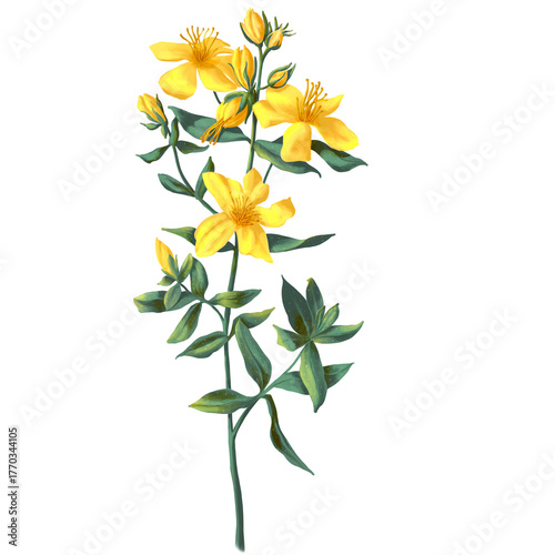 Fotografie Hand drawn Hypericum herb. St. John's wort with flowers