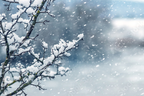 Close up of a tree branch covered with fresh snow against the background of heavy snowfall and a blurred winter landscape creating a cold but magical natural scene