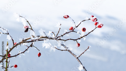 Close-up of a rosehip branch with bright red berries covered with a thin layer of icy hoarfrost against a white winter landscape Color and texture contrast in a cold natural scene