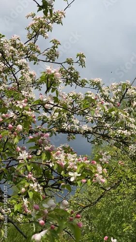 Apple blossoms on tree branches with lush green leaves, perfect springtime background