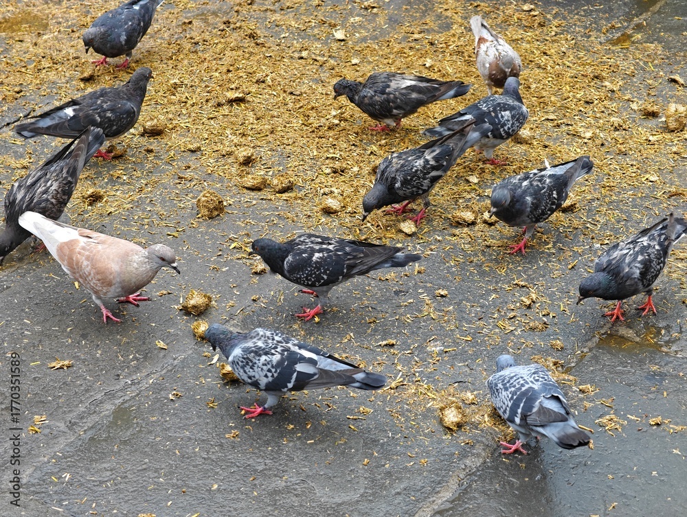 Obraz premium pigeons on ground, feeding on yellow scattered food grain