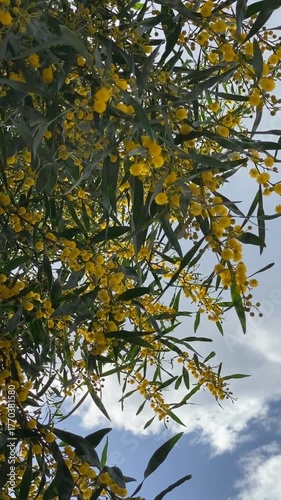 Yellow flowers on lush green branches against a bright sky, perfect nature background