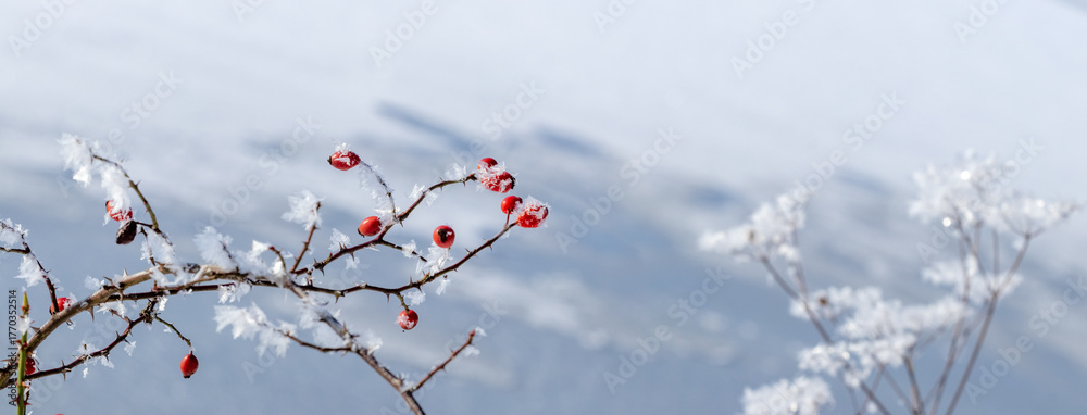 Fototapeta premium Panoramic winter landscape with rosehip branches and dry grass covered with icy hoarfrost against a blurred frozen water background Contrast of red berries 