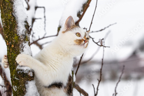 Photography Close-up of a white kitten with ginger and gray spots sitting on a snowy tree an
