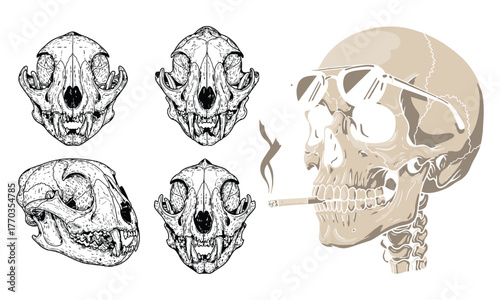 Detailed skeletal views of feline skulls and a human skull side profile anatomical study